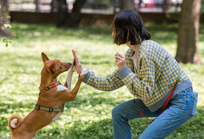person hand fiving her dog